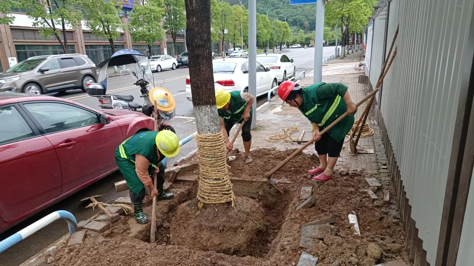 墊江縣松林小學(xué)校幼兒園新建工程苗木移植移栽